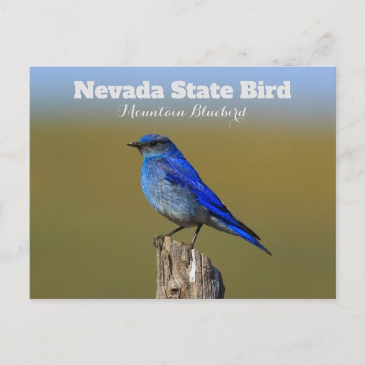 Carte Postale Oiseau de l'État du Nevada (Devant)