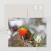Carte Postale Oiseau de Lorikee (Devant / Derrière)