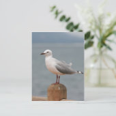 Carte Postale oiseau de mer (Debout devant)