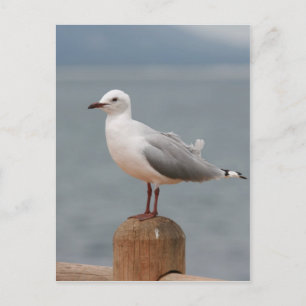 Carte Postale oiseau de mer
