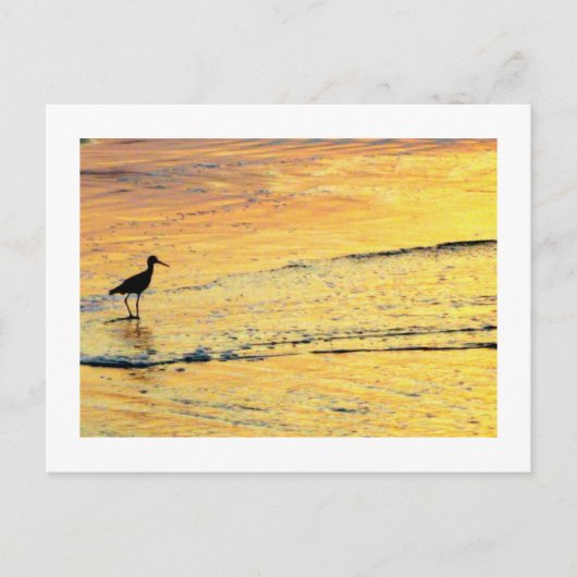 Carte Postale Oiseau de mer pour voir le lever du soleil (Devant)