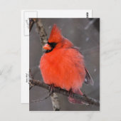 Carte Postale Oiseau de neige (Devant / Derrière)