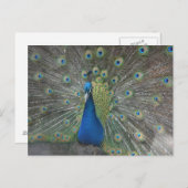 Carte Postale Oiseau de paon (Devant / Derrière)