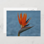 Carte Postale oiseau de paradis (Devant / Derrière)