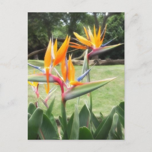 Carte Postale Oiseau de paradis au Zoo 2 (Devant)
