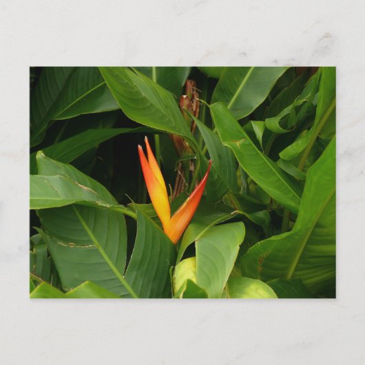 Carte Postale Oiseau-de-Paradis - Martinique, FWI (Devant)