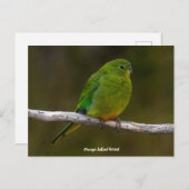 Carte Postale Oiseau de perroquet à ventre orange rare Australie (Devant / Derrière)