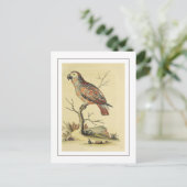 Carte Postale Oiseau de perroquet gris vintage (Debout devant)