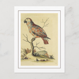Carte Postale Oiseau de perroquet gris vintage
