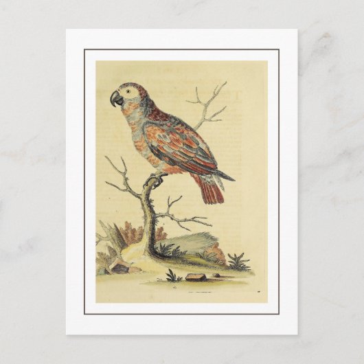 Carte Postale Oiseau de perroquet gris vintage (Devant)