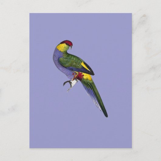 Carte Postale Oiseau de perruches rouges (Devant)