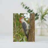 Carte postale Oiseau de Pic Rouge (Debout devant)