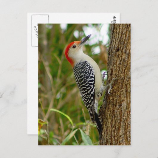 Carte postale Oiseau de Pic Rouge (Devant / Derrière)