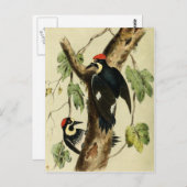 Carte Postale Oiseau de pic vintage (Devant / Derrière)