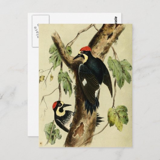 Carte Postale Oiseau de pic vintage (Devant / Derrière)