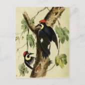Carte Postale Oiseau de pic vintage (Devant)