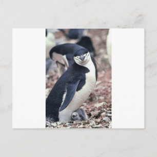 Carte Postale Oiseau de pingouin mignon animal noir eau blanche