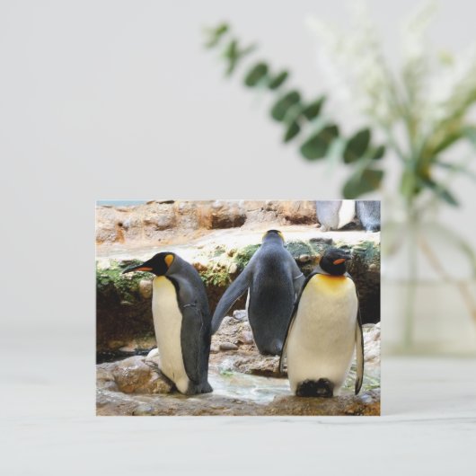 Carte Postale Oiseau de pingouins (Debout devant)