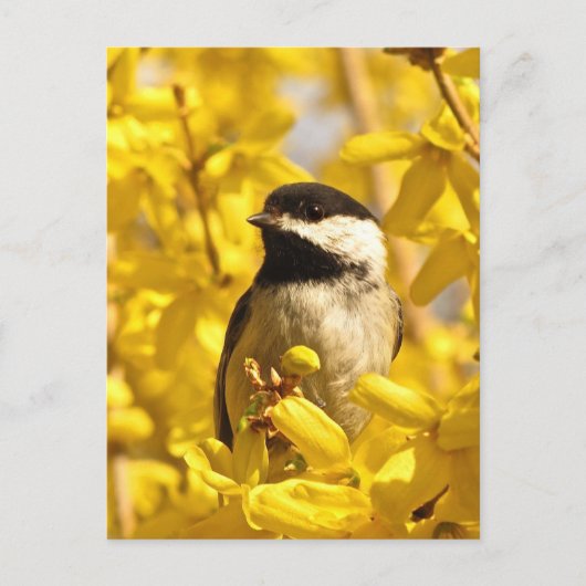 Carte postale Oiseau de poulet en fleurs jaunes (Devant)