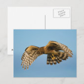 Carte Postale Oiseau de Prey (Devant / Derrière)