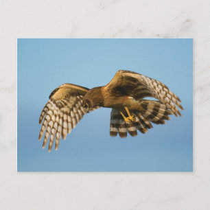 Carte Postale Oiseau de Prey
