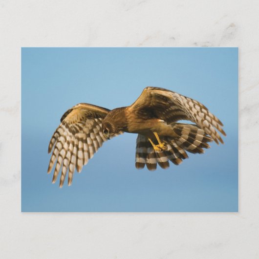 Carte Postale Oiseau de Prey (Devant)