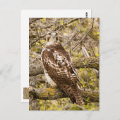 Carte Postale Oiseau de Prey (Devant / Derrière)