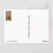 Carte Postale Oiseau de Prey (Dos)