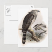 Carte Postale Oiseau de Prey (Devant / Derrière)