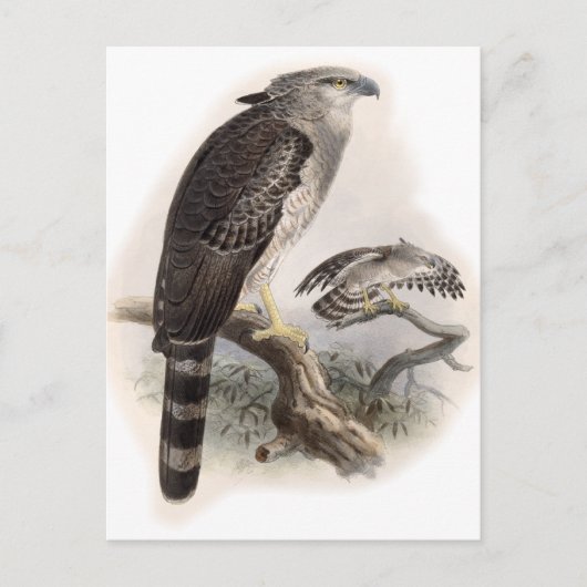 Carte Postale Oiseau de Prey (Devant)