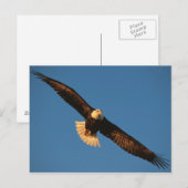 Carte Postale Oiseau de Prey, Aigle de Bald en vol, Kachemak (Devant / Derrière)