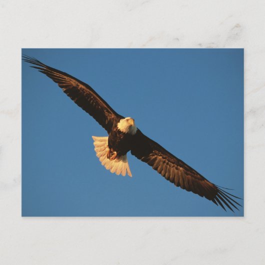 Carte Postale Oiseau de Prey, Aigle de Bald en vol, Kachemak (Devant)