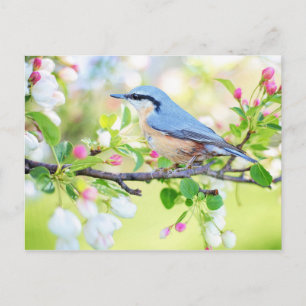 Carte Postale Oiseau de printemps bleu avec fleur rose