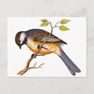 Carte Postale Oiseau de Sibérie doux