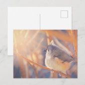 Carte Postale Oiseau de souris tourbé adorable (Devant / Derrière)