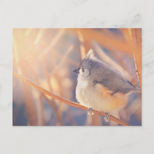 Carte Postale Oiseau de souris tourbé adorable