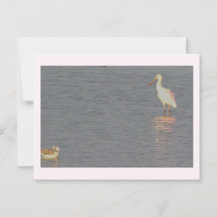 Carte postale Oiseau de spatule