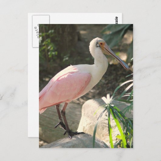 Carte Postale Oiseau de spatule (Devant / Derrière)