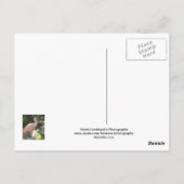 Carte Postale Oiseau de spatule (Dos)