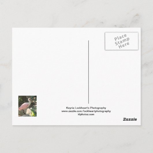 Carte Postale Oiseau de spatule (Dos)