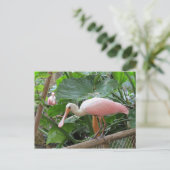 Carte Postale Oiseau de spatule rose (Debout devant)