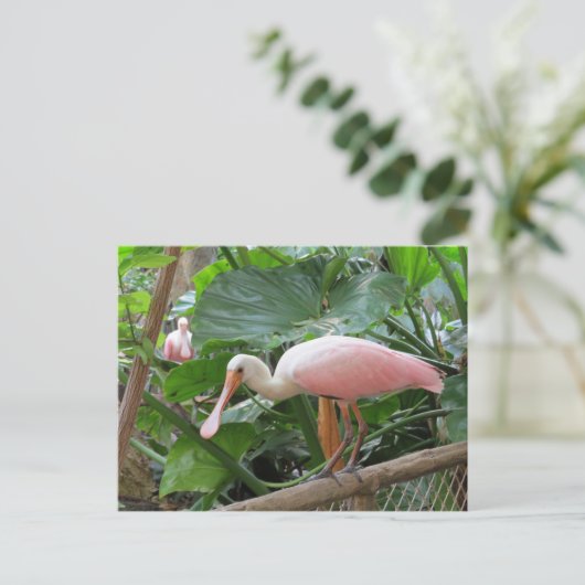 Carte Postale Oiseau de spatule rose (Debout devant)