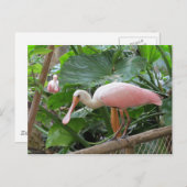Carte Postale Oiseau de spatule rose (Devant / Derrière)