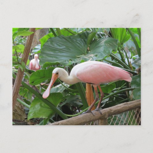 Carte Postale Oiseau de spatule rose (Devant)
