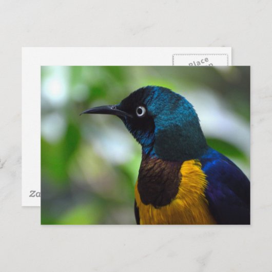 Carte Postale Oiseau de Starling à poitrine dorée (Devant / Derrière)
