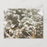 Oiseau de Starling dans la neige