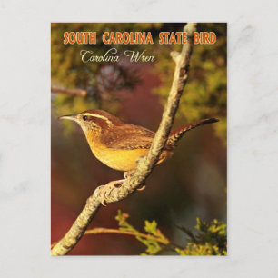 Carte Postale Oiseau d'État de Caroline du Sud : Carolina Wren