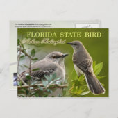 Carte Postale Oiseau d'État de Floride - Mockingbird (Devant / Derrière)