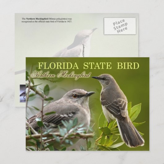 Carte Postale Oiseau d'État de Floride - Mockingbird (Devant / Derrière)