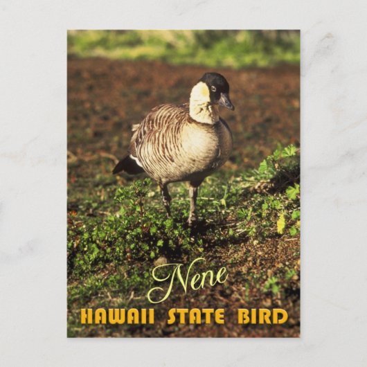 Carte Postale Oiseau d'État de Hawaii - Nene ou Oie hawaïenne (Devant)
